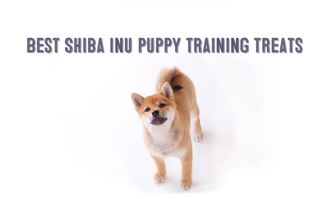 Shiba Inu puppy training treats image