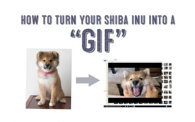 How To Turn Your Shiba Inu Into a GIF