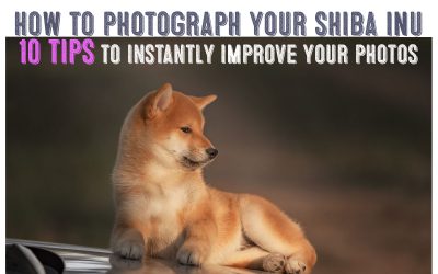 How To Photograph Your Shiba Inu Like a Pro