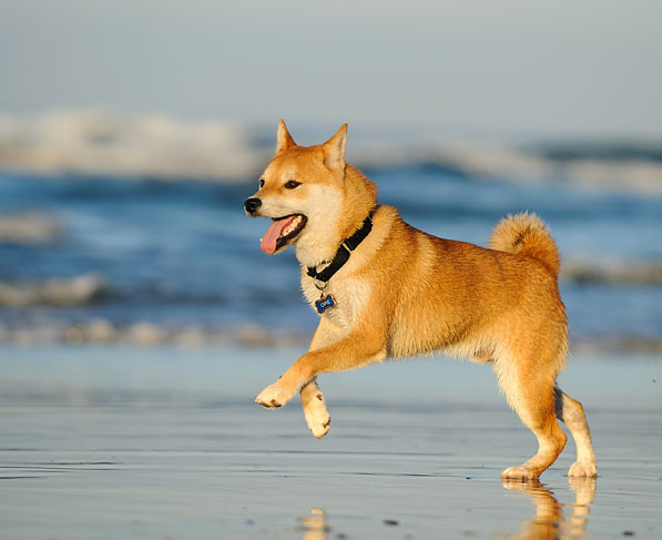 shiba inu running on the beach