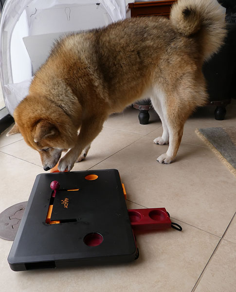 adult shiba inu playing a puzzle game