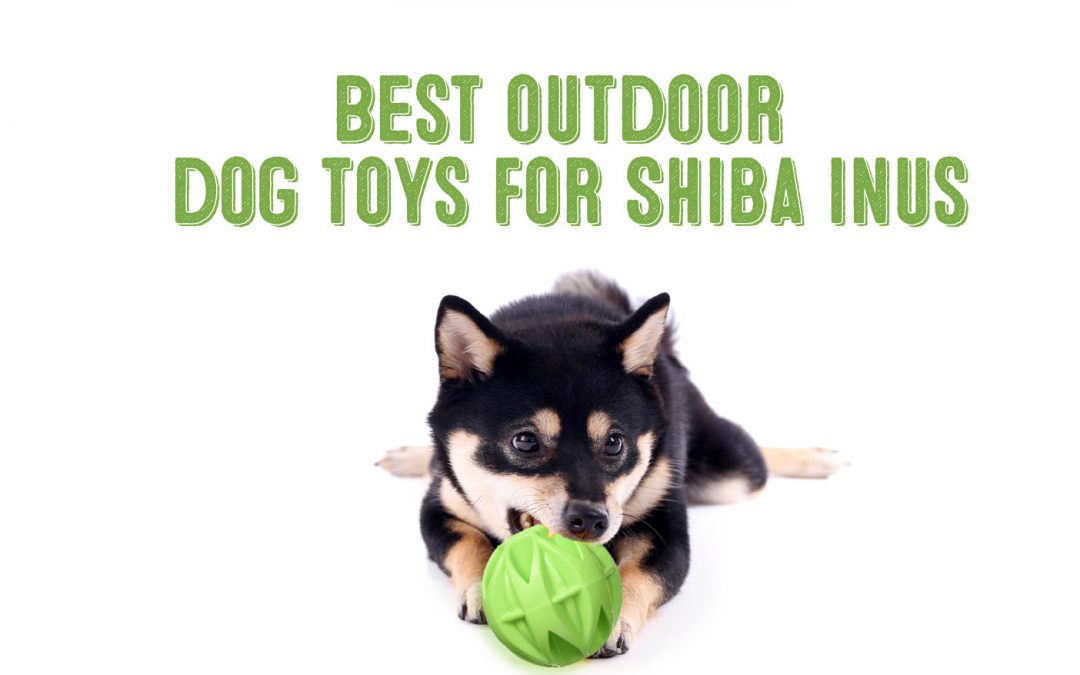 Best Outdoor Dog Toys For Shiba Inus Fun Loving Dogs My