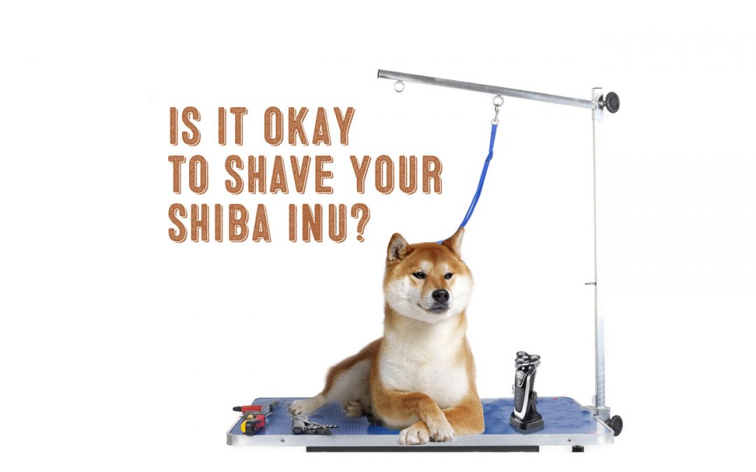 is it okay to shave your shiba inu