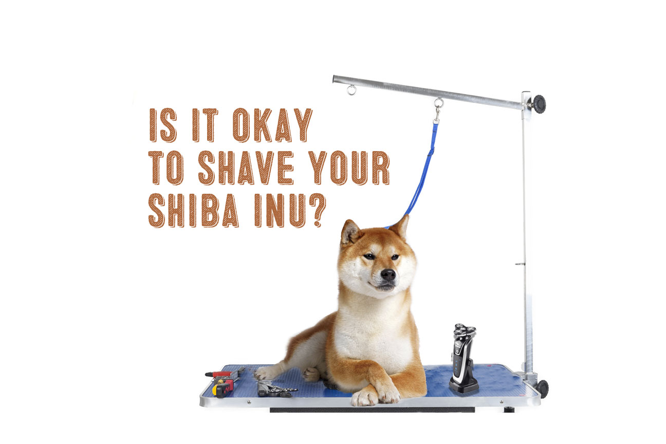 Is It Okay To Shave Your Shiba Inu? - My First Shiba Inu