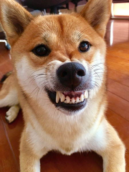 shiba dog grinning