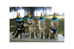 shiba inu birthday party