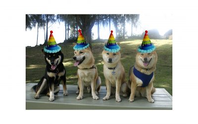 The Ultimate Shiba Inu Birthday Party Guide