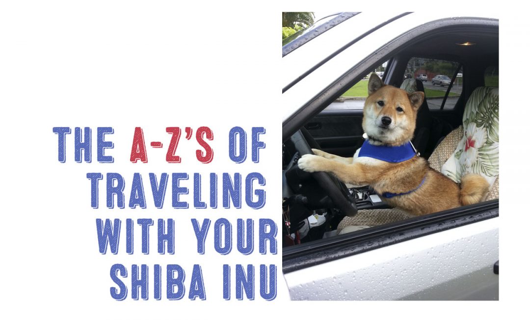 traveling with your shiba inu