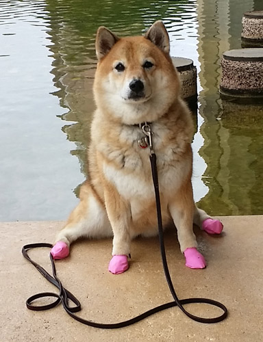 shiba inu dog socks