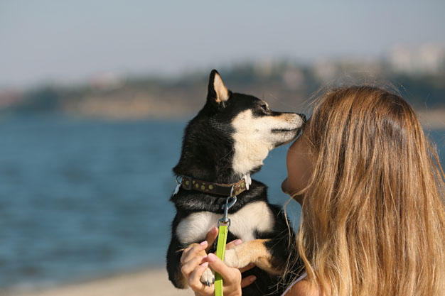 black and tan shiba inu with female owner