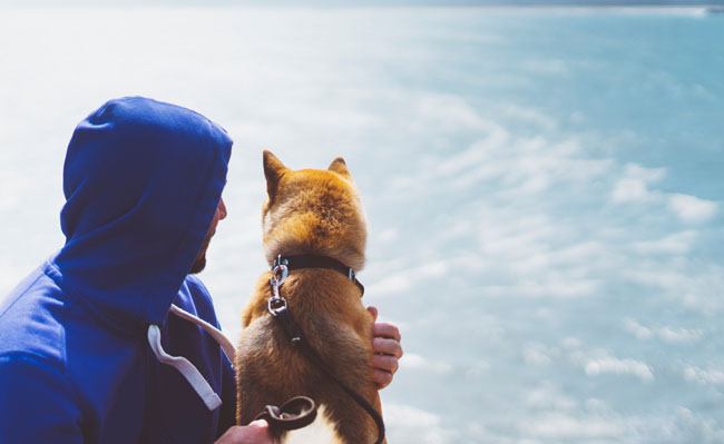 shiba inu on boat