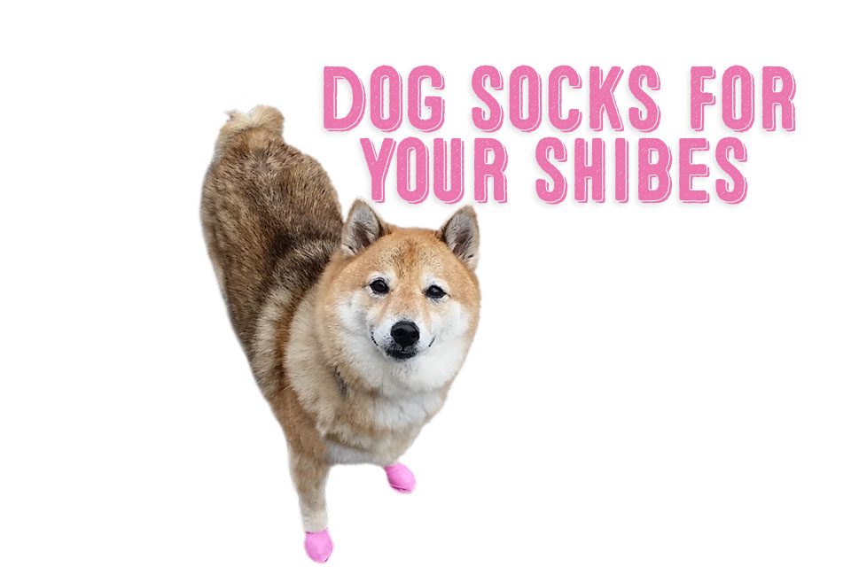 shiba inu dog socks