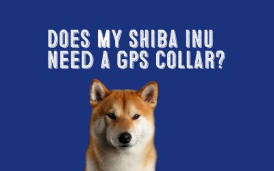 Are GPS Dog Collars a Good Investment for My Shiba Inu?