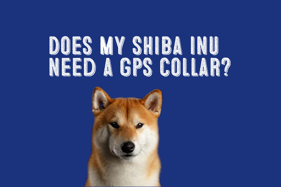 Are GPS Dog Collars a Good Investment for My Shiba Inu?