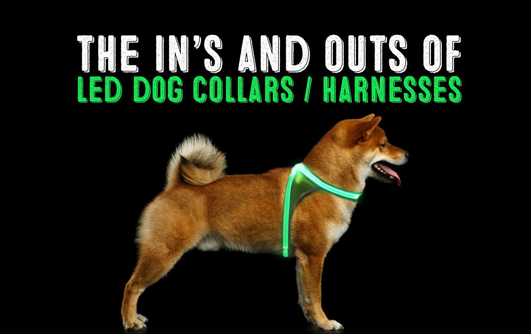 led dog harness on shiba inu