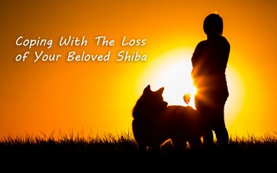 Coping With The Loss of Your Beloved Shiba Inu