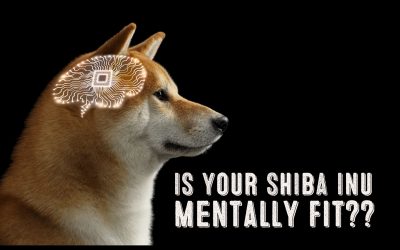 Shiba Inu Mental Fitness – 3 Easy Ways To Stimulate Your Shiba’s Mind