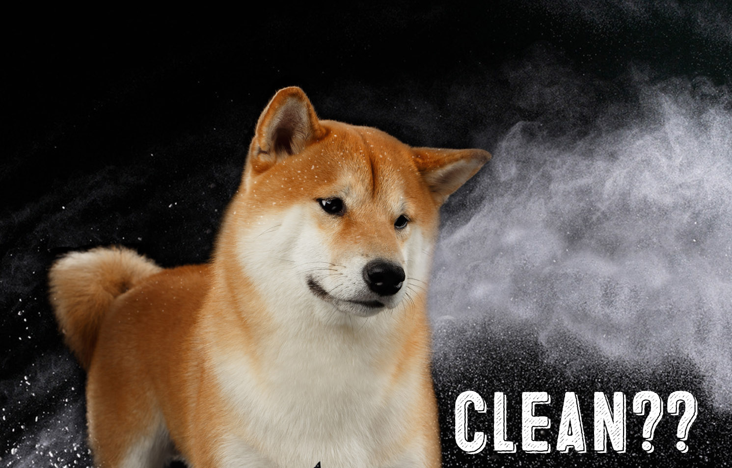 Waterless Dog Shampoos Are They Safe? My First Shiba Inu