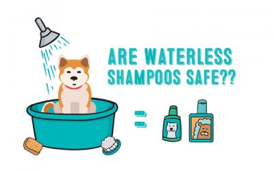 Waterless Dog Shampoos – Are They Safe?