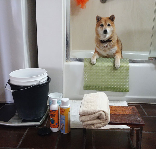 shiba inu ready for bath time