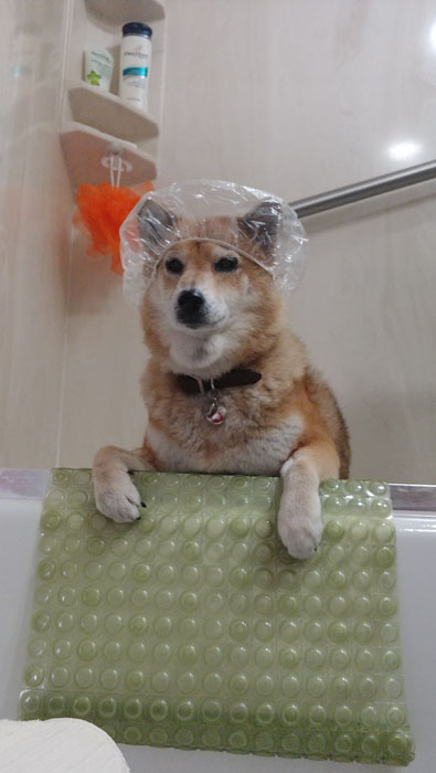 Bathing sales shiba inu