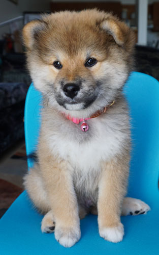 adorably cute shiba inu puppy
