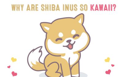 Why Are Shiba Inus So Kawaii?
