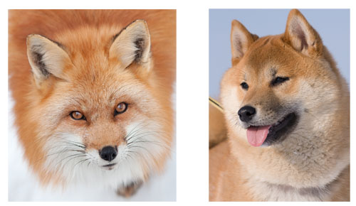 shiba inu compared to red fox
