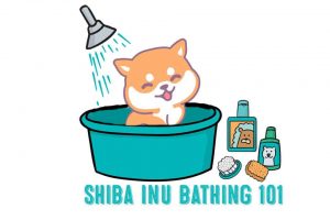 shiba inu bath