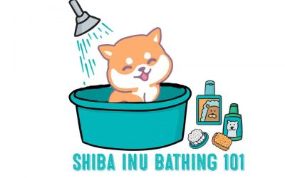 Secrets of The Elusive Shiba Inu Bath – Shiba Inu Bathing Tips and Tricks