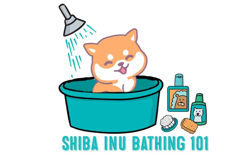 Best shampoo for shiba 2024 inu