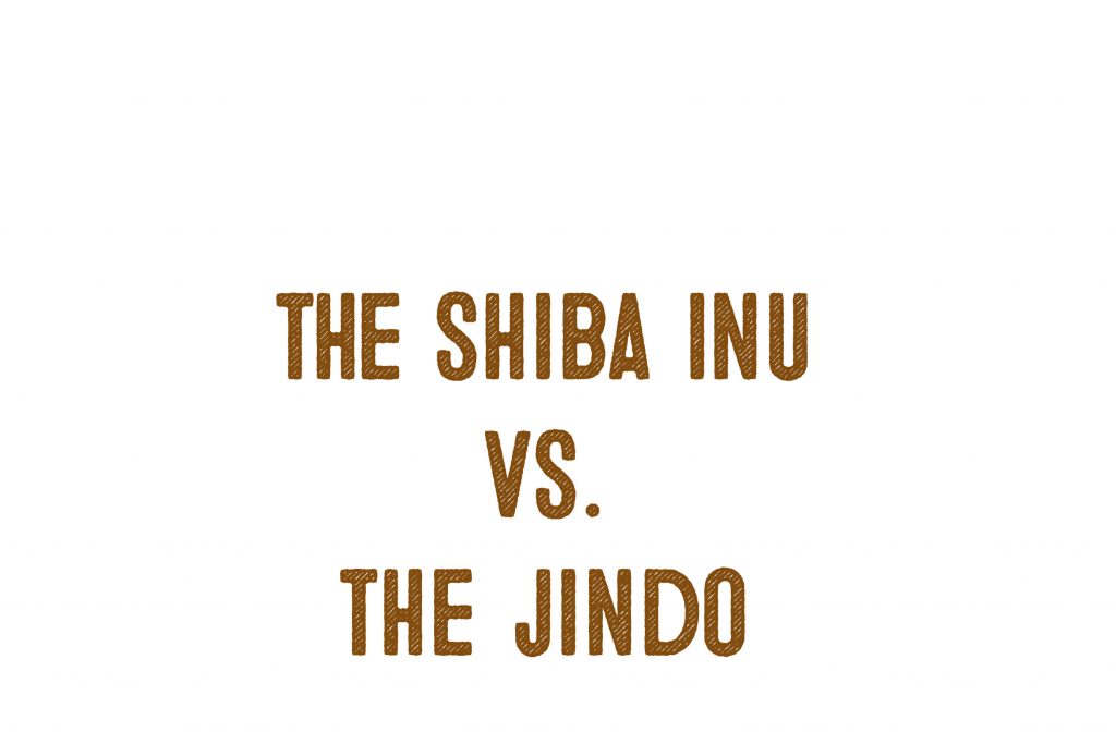 The Japanese Shiba Inu Vs. The Korean Jindo Dog - My First ...