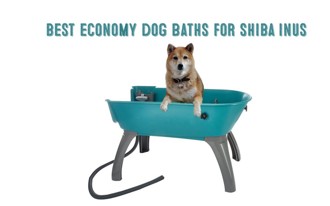 shiba inu in booster bath dog bath