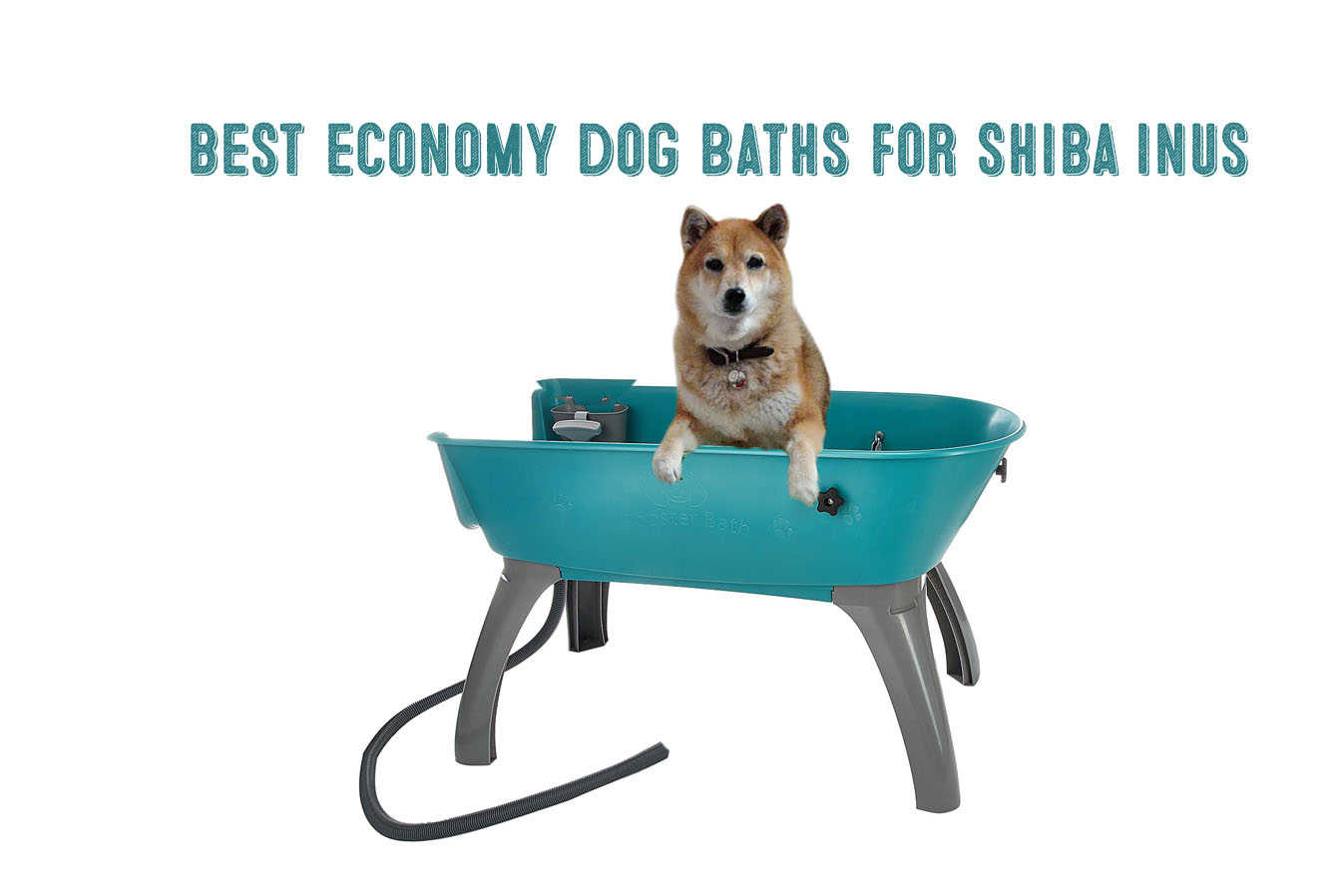 small dog bath