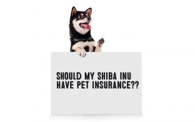Should I Get Pet Insurance For My Shiba Inu?