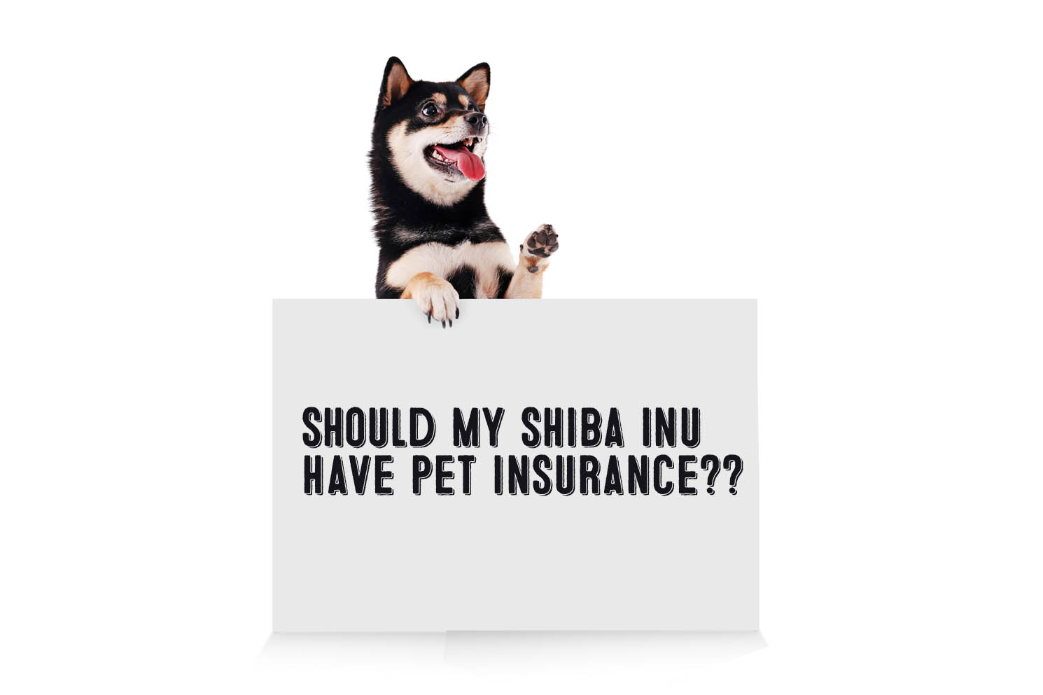 shiba inu pet dog insurance