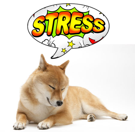 shiba inu stress triggers