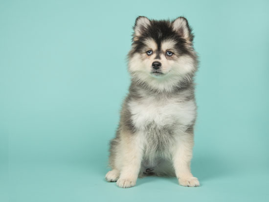 adorable pomsky puppy