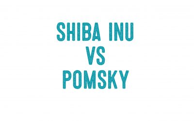 Shiba Inu Vs. Pomsky