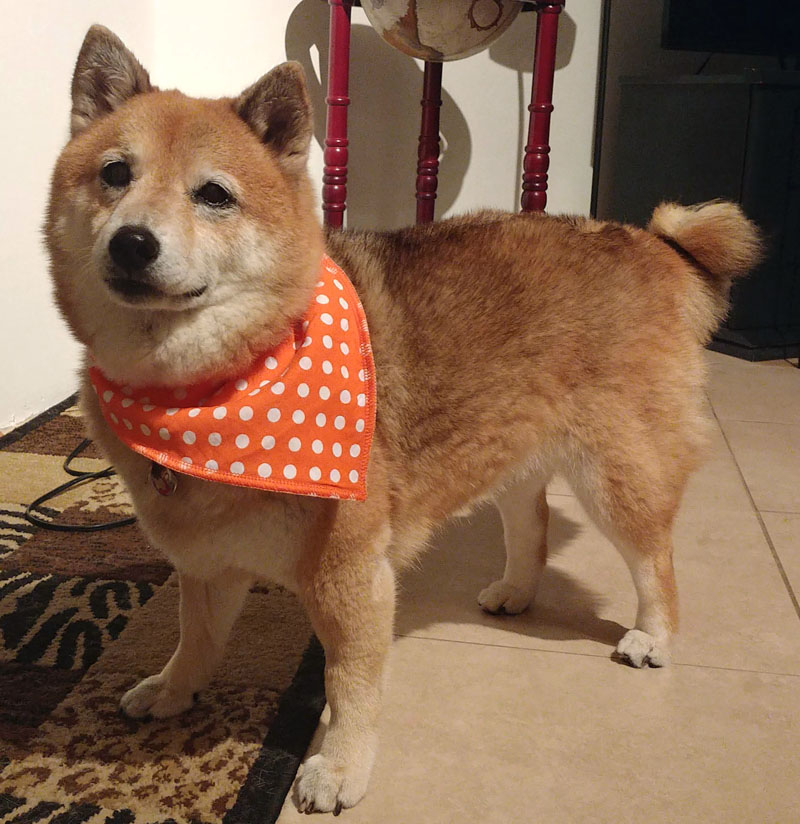 shiba inu wearing orange bandana