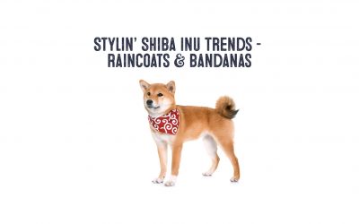 Trending Shiba Inu Fashion – Rain Coats and Bandanas!