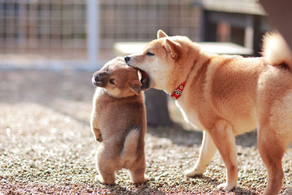 adorable and funny shiba inu mother and puppy