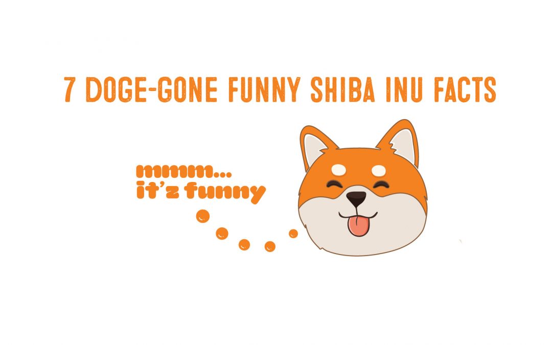 shiba inu funny and cute facts