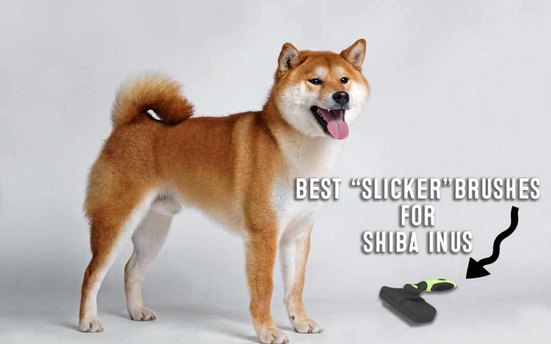 Best Slicker Brushes For Shiba Inus
