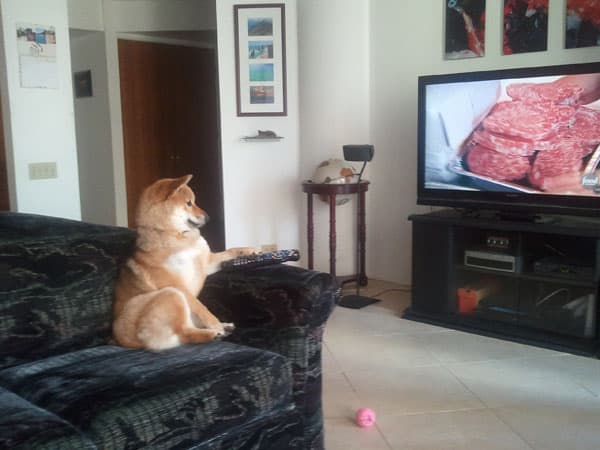 shiba inu living in apartment