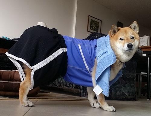 shiba inu exercising