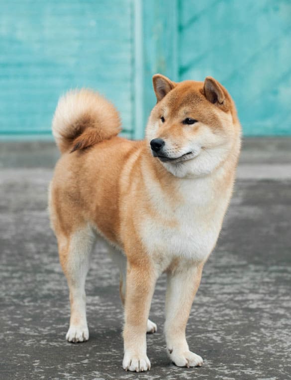 nice looking shiba inu