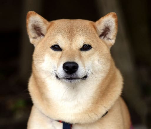 smiling shiba inu dog