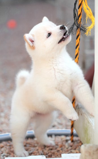 albino shiba inu