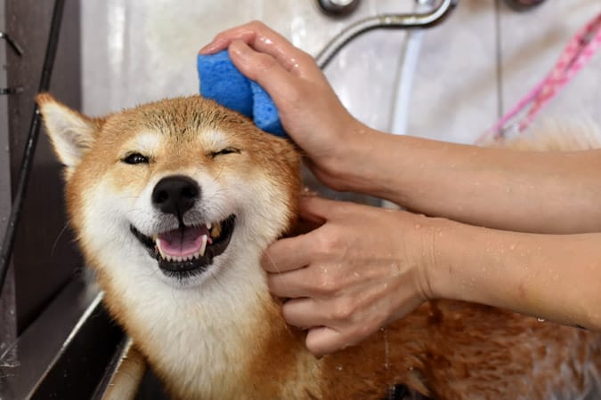 shiab inu bath